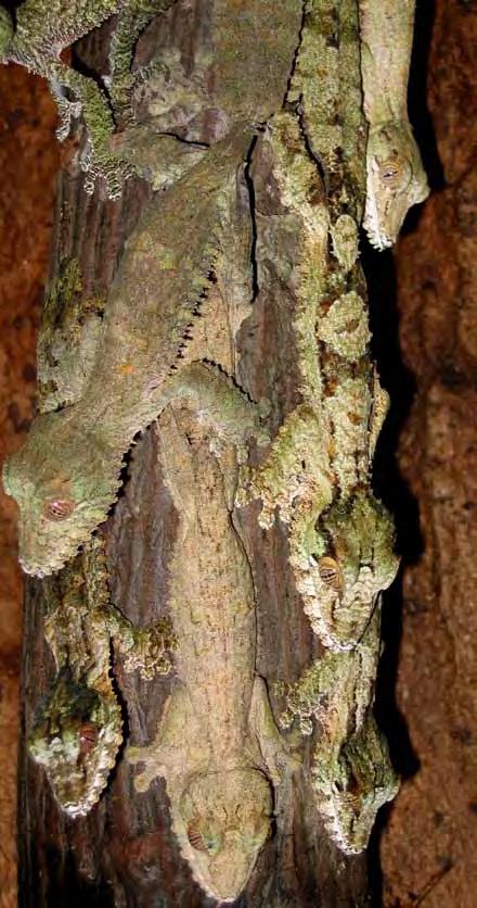 Managed Population Accounts - Exhibit & Education 14 Giant Leaf-tailed Gecko Uroplatus fimbriatus (written by Sean Foley) Species Summary: As one of the largest geckos in the world, U.