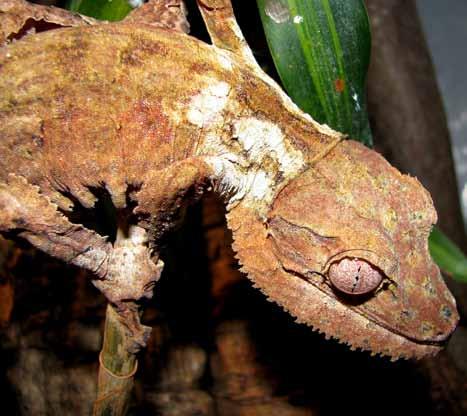 Managed Population Accounts - Exhibit & Education 17 Yellow SSP Henkel s Leaf-tailed Gecko Uroplatus henkeli (written by Sean Foley) Species Summary: As a large and unusual-looking gecko, U.