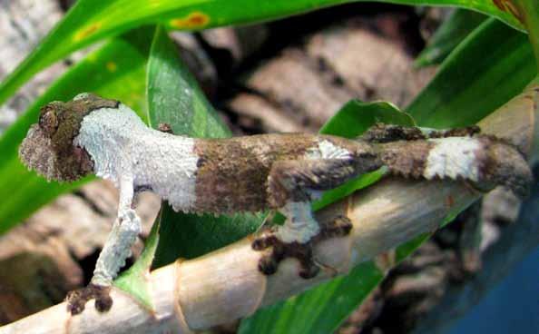 Managed Population Accounts - Exhibit & Education 23 Yellow SSP Mossy Leaf-tailed Gecko Uroplatus sikorae (written by Sean Foley) Species Summary: As one of the finest masters of camouflage in the