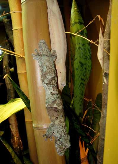 Managed Population Accounts - Exhibit & Education 24 Exhibit Qualities: As its name implies, the mossy leaf-tailed gecko possesses some of the most striking color patterns in the genus, and if done