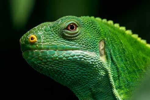 Managed Population Accounts - Exhibit & Education 30 Exhibit Qualities: By any account, these are beautiful lizards.