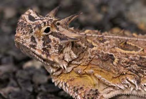 Managed Population Accounts - Exhibit & Education 38 Texas Horned Lizard Phrynosoma cornutum Red Studbook (written by Diane Barber) Species Summary: Horned lizards have been part of cultural folklore