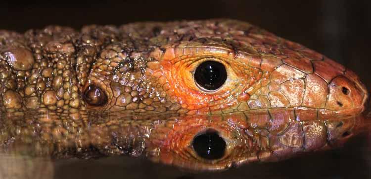 Managed Population Accounts - Exhibit & Education 47 Red Studbook Caiman Lizard Dracaena guianensis (written by Dale McGinnity & Erica Hornbrook) Species Summary: This large, diurnal lizard is an