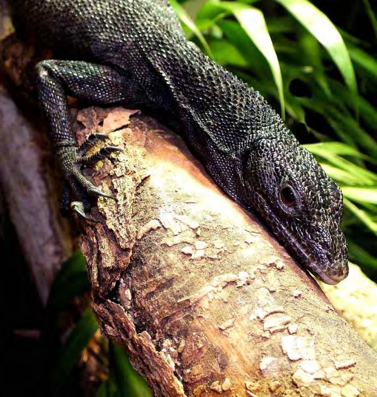 Managed Population Accounts - Exhibit & Education 50 Red Studbook Black Tree Monitor Varanus beccarii (written by Ruston Hartdegen) Species Summary: This handsome, gracile lizard is a highly