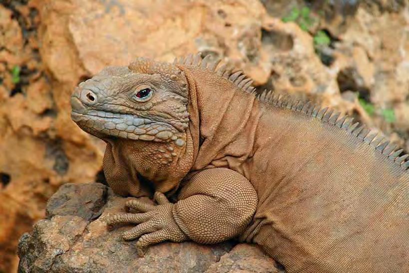 Managed Population Accounts - Conservation & Education Jamaican Iguana Cyclura collei Red Studbook 62 (written by Tandora Grant) Species Summary: This critically endangered lizard is considered the