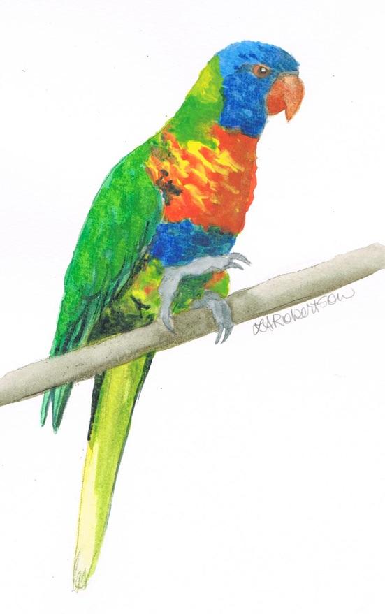 RAINBOW LORIKEET Scientific Name: Trichoglossus haematodus The Rainbow Lorikeet has a bright red beak and colourful plumage - blue head and belly, green wings, tail and back, and an orange/yellow