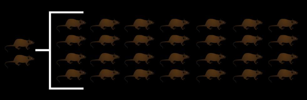 The Challenge One pair of breeding rats can have up to 15,000 descendants in one year!
