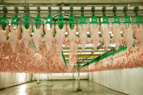 Poultry Processing EU: Bird washers: No