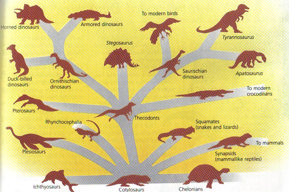 Over 300 genera of dinosaurs have been identified around the world. -They were adapted to a wide range of environments.
