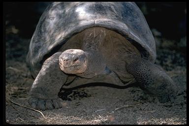 Chelonia Order consists of about 265 species of turtles and tortoises - Tortoise are terrestrial Chelonia (Galapagos