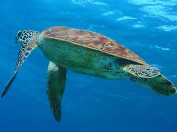 plastron - Shape is modified for variety of ecological demands - retract heads, swimming - Forelimbs of a marine turtle have