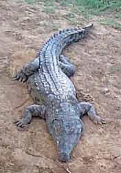 the world - Crocodiles- nocturnal animals; Africa, Asia and Americas - Alligators - China and southern U.S.