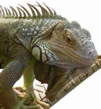 Lizards- presence of limbs - Common lizards- iguanas, chameleons, skinks