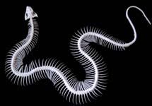A snake has a backbone of 100 to 400 vertebrae, each of which has a pair of ribs attached.
