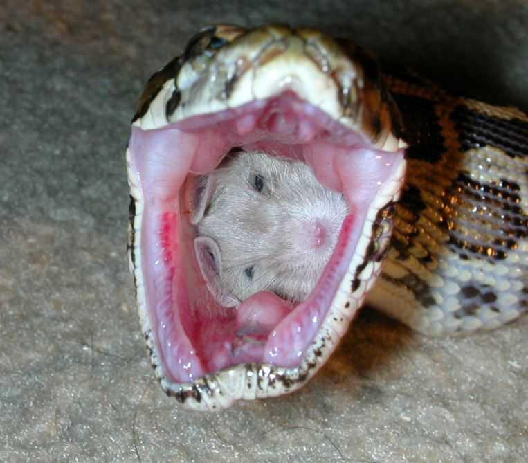 Feeding Snakes eat animals, but lack structural