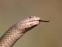 Locating Prey Snakes evolved a sense of smell which they use to locate their prey.