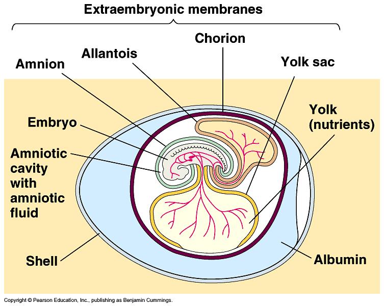 Amniote Egg an egg with a protective membrane and a porous shell enclosing the developing embryo.