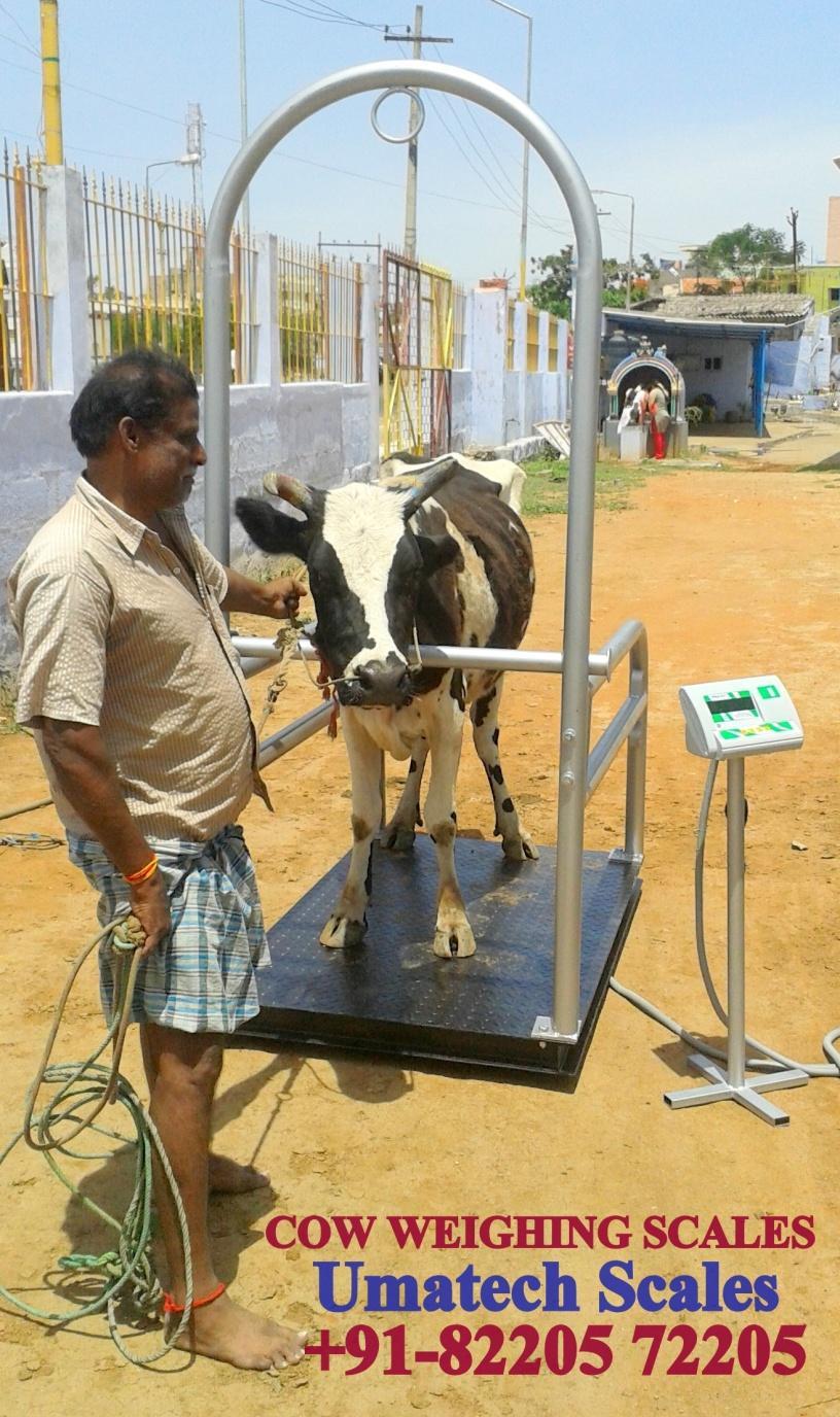 COW WEIGHING SCALES, Suitable for Weighing all types of Cows, Cattles & Horses.