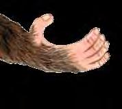 How do some animals use feet to