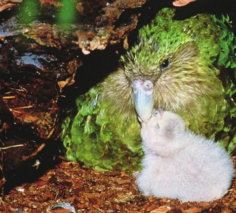 About 700 years ago, the Maori (may-or-ee) people came to New Zealand from islands in the Pacific Ocean. The Maori hunted the kakapo for food. They used its beautiful feathers to make capes.