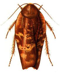 Cockroaches Eggs usually contained in ootheca