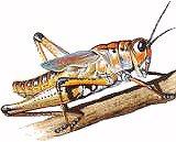 Order Orthoptera grasshoppers and crickets Orthoptera are hemimetabolous (having nymphs that look like small adults and no pupa) medium or large insects that are usually winged as adults but may be