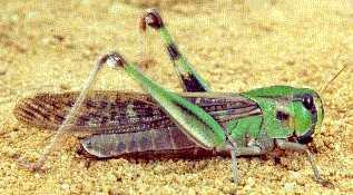 Characteristics of Orthoptera include: Hind legs long, modified for jumping forewings (tegmina) hardened, leathery, spread in flight, covering membranous hindwings at rest cerci (appendages at tip of