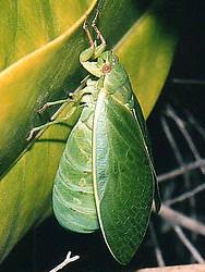 The Hemiptera or True Bugs The Hemiptera is the