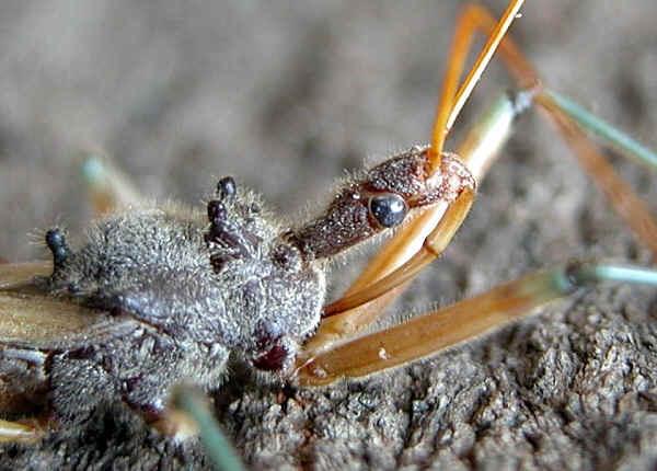 Assassin Bugs - Family Reduviidae This page contains pictures and information about Assassin Bugs that we found