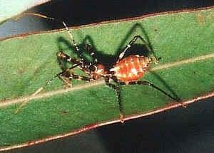 Assassin Bugs feed on their prey by puncturing them with sharp stylets in their proboscis, and then inject saliva which will paralyses the prey, and then suck up the body fluids.