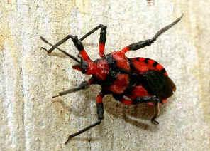 This Red Ground Assassin Bug was found on Nov 2007 in Karawatha Forest. It was hiding under the bark of a burnt Paper Bark Tree trunk.