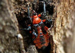 Not running fast as other Ground Assassin Bug. Subfamily Tegeinae There is only one species in this subfamily.