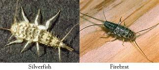 Order Thysanura silverfish Small insects with compound eyes and very long, thread-like antennae. Mouthparts for biting and chewing.