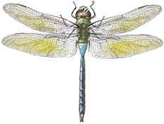Order Odonata dragonflies Dragonflies have two pairs of almost equally sized long thin membranous wings; both pairs of wings usually have a stigma (a dark or colored patch near the middle of the