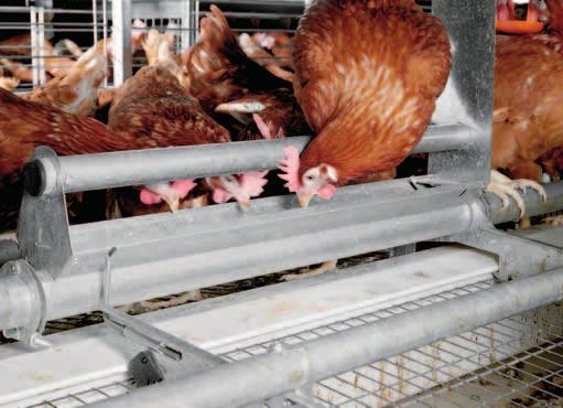 Perch area in a EUROVENT 1250a-EU EV 1500a-EU for 60 hens per compartment with additional feed trough Feed supply reliable and uniform with CHAMPION feed chain The Big Dutchman chain feeding system