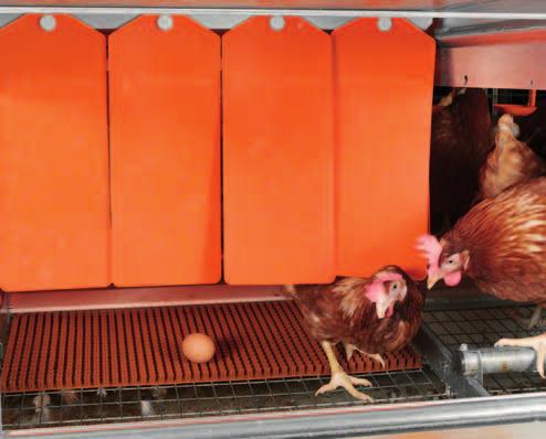 Compartments for 40 or 60 hens are equipped with an additional grating above the Augermatic tube to prevent hens from perching on the tube in this area thus keeping the nest inserts clean.