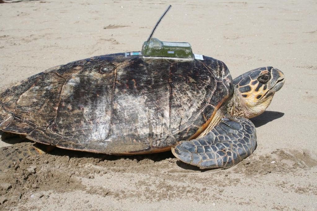 Sea Turtle Migration-Tracking & Coastal Habitat Education