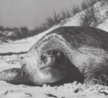 This means loggerheads are more numerous than the other species, but they are still in danger of extinction.