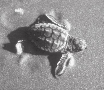 Fully grown, a loggerhead's carapace is typically 32 to 41 inches long (82-105cm). Loggerhead hatchling Loggerheads lay eggs at intervals of 2, 3, or more years.