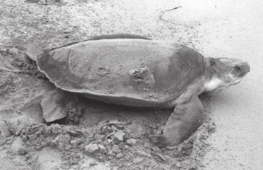 Adults measure about 24 inches (62 cm) in carapace length and weigh between 77 and 100 pounds (35-45 kg). The carapace of adults is olive green and the plastron is yellowish.