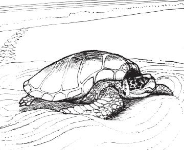 Many people believe that while laying her eggs a sea turtles goes into a trance from which she cannot be disturbed. This is not entirely true.