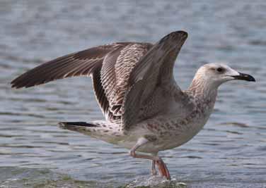 this is the same individual as shown in plate 51. 57. 1CY (juv) Herring Gull, North-east Scotland, 2 Nov 2008.