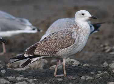 this bird has not (at least by this date) included any coverts or tertials in its post-juvenile moult. Chris Gibbins Chris Gibbins Hannu Koskinen 60. 2CY (1W) Caspian Gull, Latvia, 9 Apr 2009.