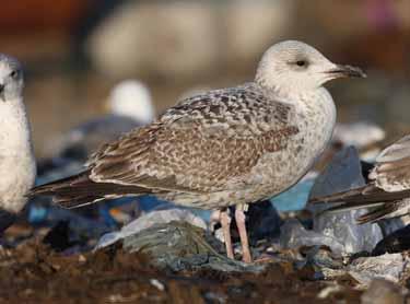 Some Caspian Gulls, like this one, have rather heavily marked second-generation scapulars and overlap with Herring Gulls in this respect.