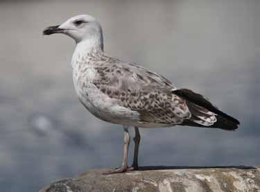 Best separated using jizz and the pale eye. 68. 2CY (1S) Yellow-legged Gull, Spain, 15 Aug 2009.