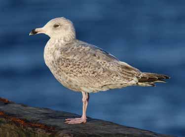 3CY (2W) Caspian Gull, Latvia, 10 Apr 2009. 72. 3CY (2W) Herring Gull, North-east Scotland, 8 Mar 2009.