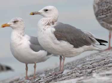 A number of subtle features, used collectively, make 3W Caspian Gulls rather distinctive, but as all are found from time to time in Herring Gulls, none are diagnostic.