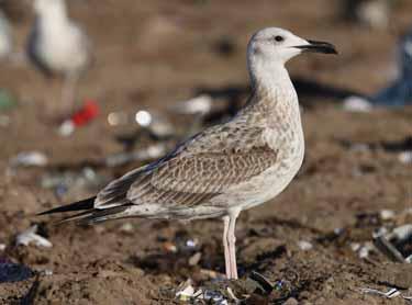 Note the ventral bulge, also apparent on the birds in plates 50 & 52. 52. 1CY (juv moulting to 1W) Caspian Gull, Latvia, 12 Sep 2009.