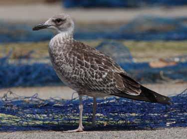 BB March 2010 editorial 18/2/10 15:09 Page 150 Gibbins et al. 53. 1CY (juv) Herring Gull, 14 Aug 2008.Typical juv Herring Gulls such as this should pose no identification problems.