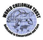 Malayan box turtle (Cuora amboinensis) Darrell Senneke and Chris Tabaka DVM Copyright 2003, 2004 World Chelonian Trust.